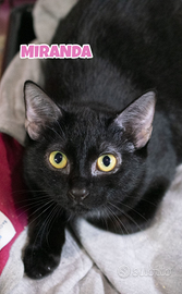 Miranda gattina nera di 4 mesi