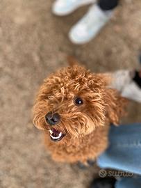 Barboncino per accoppiamento