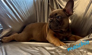 Bulldog francese esotico