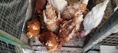 Galline ovaiole rosse