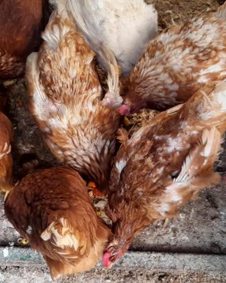 Galline ovaiole rosse