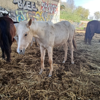 Pony quarter 3 anni