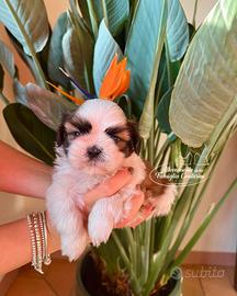 Cuccioli di razza Shihtzu