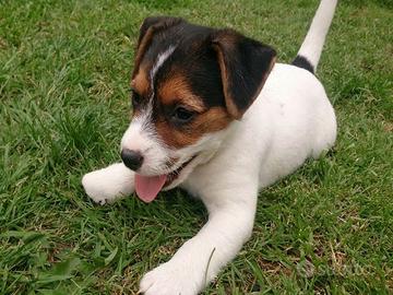 Maschietti Jack Russell