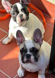 Bouledogue Francese