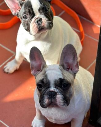 Bouledogue Francese