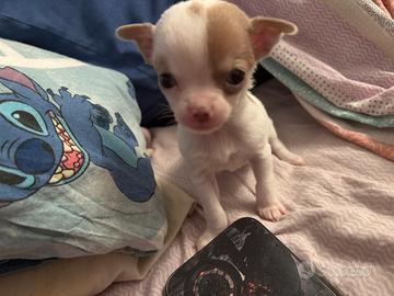 Chihuahua