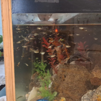 Pesci tropicali "Guppi"