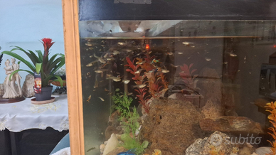 Pesci tropicali "Guppi"