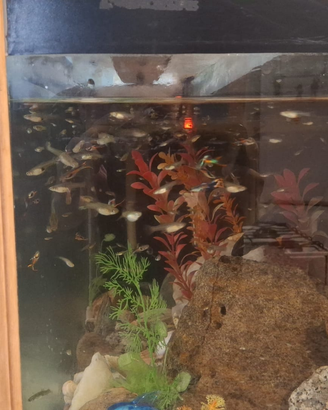 Pesci tropicali "Guppi"