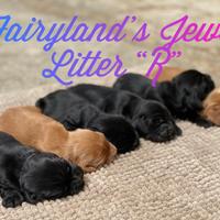 Cocker spaniel inglese