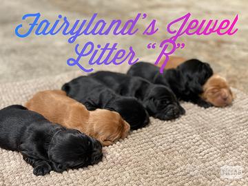 Cocker spaniel inglese