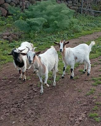 Capre tibetane