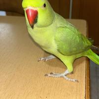 Parrocchetti