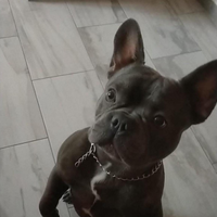 Bulldog francese femmina