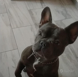 Bulldog francese femmina