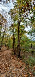 Terreno boschivo