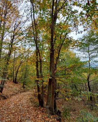 Terreno boschivo