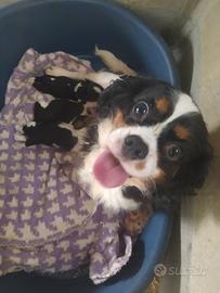 Cavalier king Charles Spaniel cucciole femmine