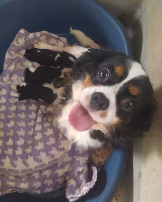 Cavalier king Charles Spaniel cucciole femmine