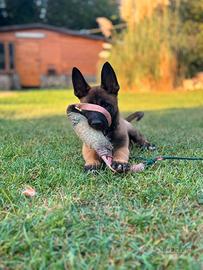 Pastore Belga Malinois