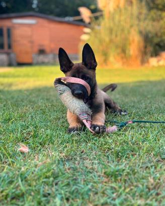 Pastore Belga Malinois