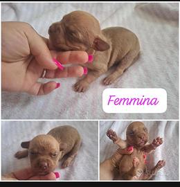 Meravigliosi cuccioli di Pitbull di 20 giorni