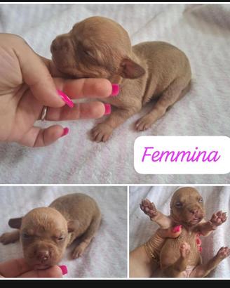 Meravigliosi cuccioli di Pitbull di 20 giorni