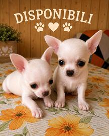 Maschietti di chihuahua