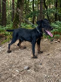 Jack terrier