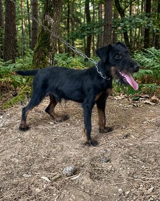 Jack terrier