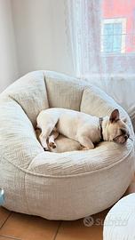 Bulldog francese di un anno appena compiuti