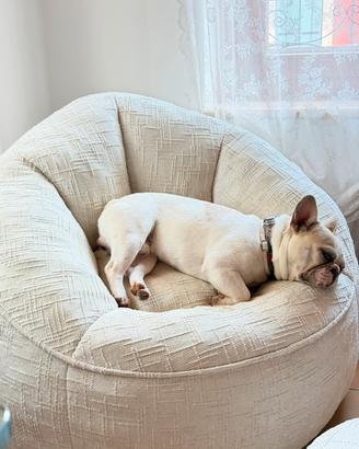 Bulldog francese di un anno appena compiuti
