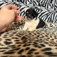 Chihuahua Femmina pelo lungo dimensione Mini