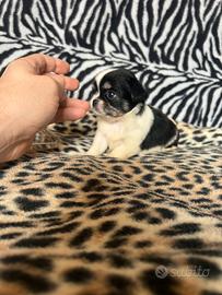 Chihuahua Femmina pelo lungo dimensione Mini