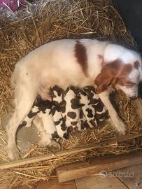 Cuccioli di cocker spaniel inglese