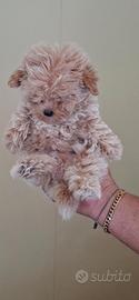 Maltipoo beige mini toy