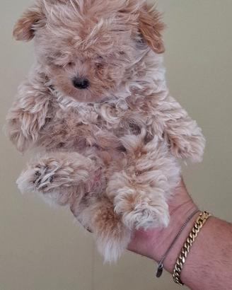 Maltipoo beige mini toy
