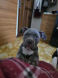Cucioli di american bully