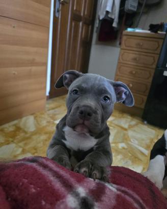 Cucioli di american bully
