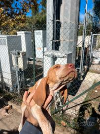 Bracco italiano