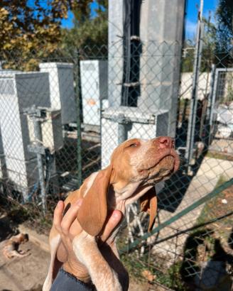 Bracco italiano
