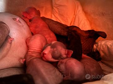 Cuccioli Sphynx ELF