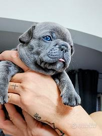 Bulldog francese