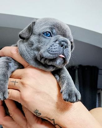 Bulldog francese