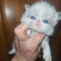 Gatto persiano bicolor point