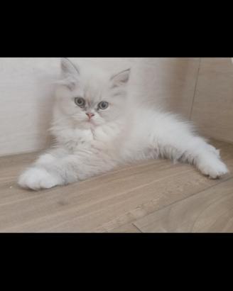 Gattina persiana