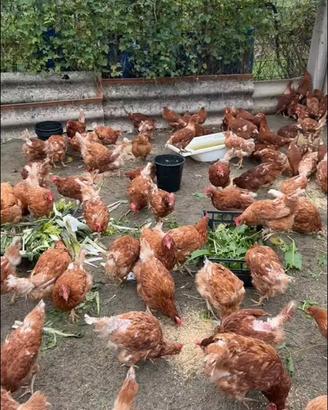Galline ovaiole