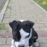 Cucciolo Amstaff
