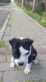 Cucciolo Amstaff